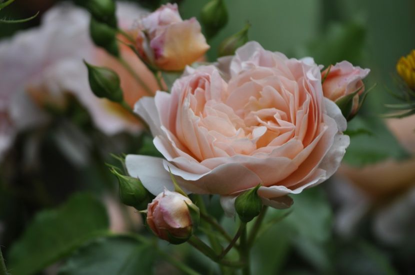 _DSC0103 - VARA 2021_2