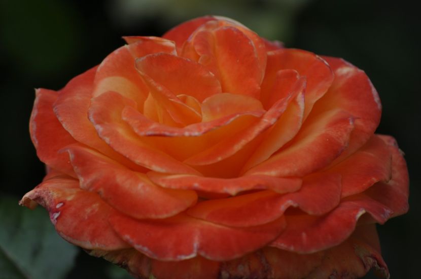 _DSC0104 - VARA 2021_2