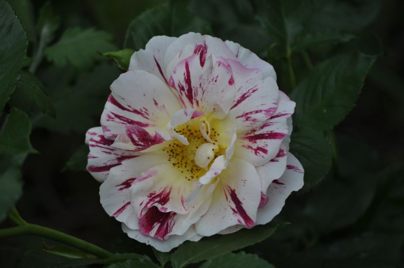 _DSC0107 - VARA 2021_2