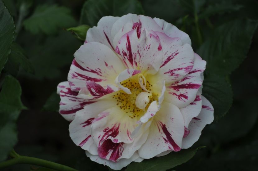 _DSC0108 - VARA 2021_2