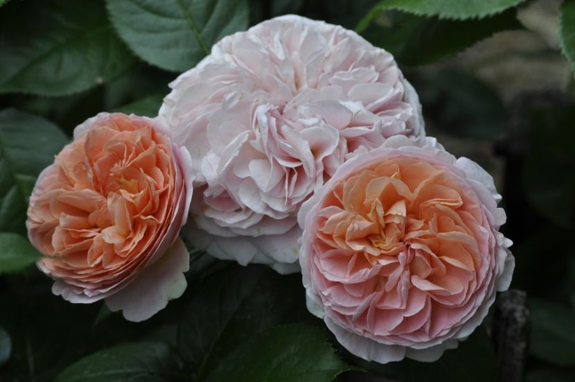 _DSC0111 - VARA 2021_2