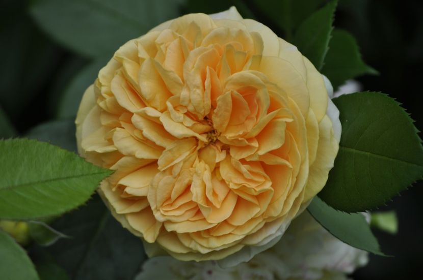 _DSC0114 - VARA 2021_2