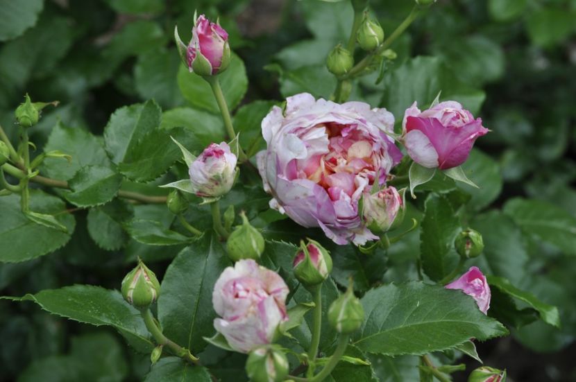 _DSC0117 - VARA 2021_2