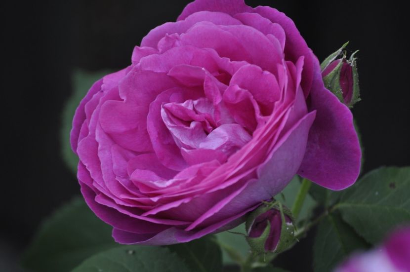 _DSC0118 - VARA 2021_2