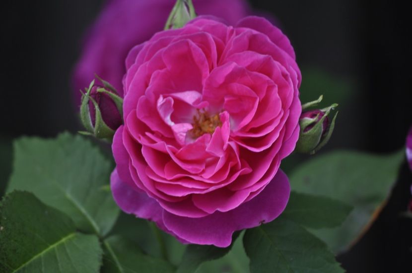 _DSC0120 - VARA 2021_2