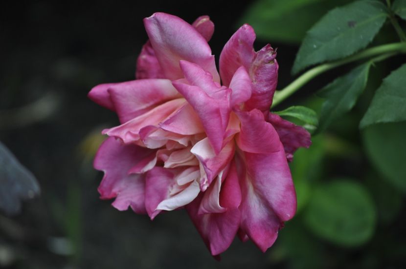 _DSC0123 - VARA 2021_2