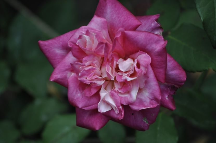 _DSC0124 - VARA 2021_2