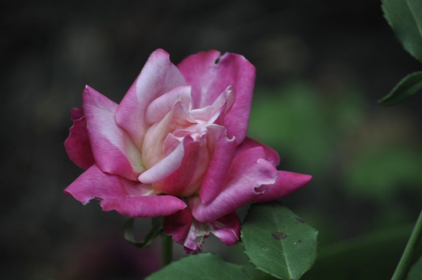 _DSC0125 - VARA 2021_2