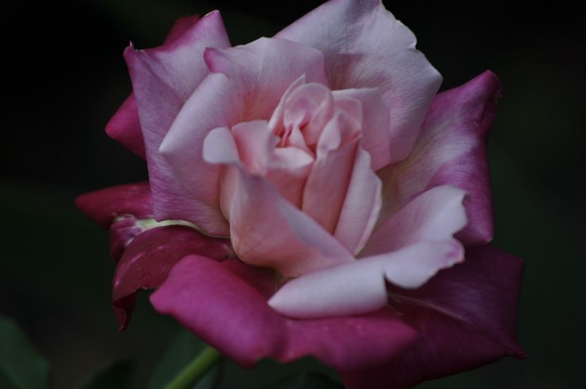 _DSC0128 - VARA 2021_2