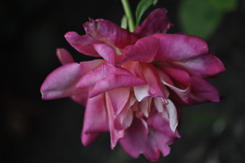_DSC0132 - VARA 2021_2