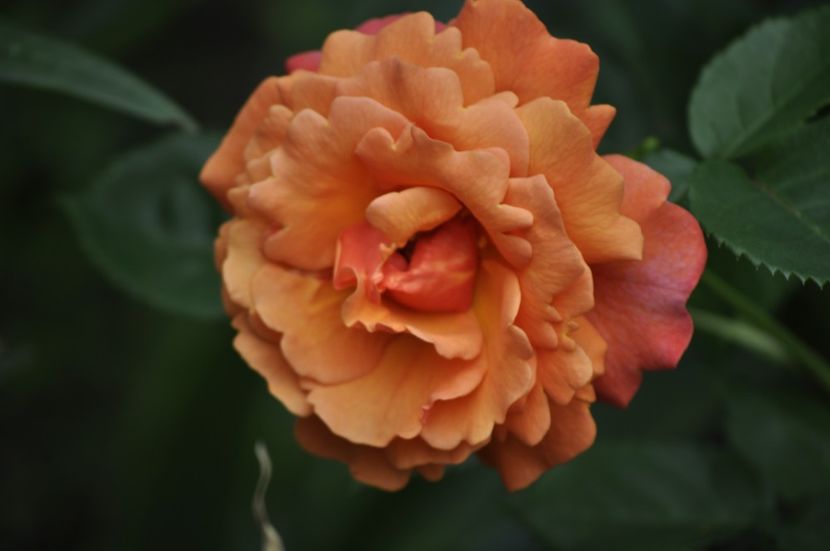 _DSC0134 - VARA 2021_2