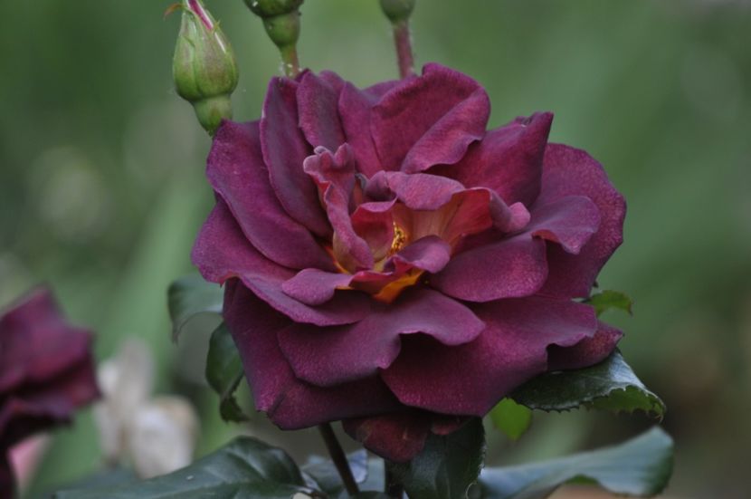 _DSC0135 - VARA 2021_2