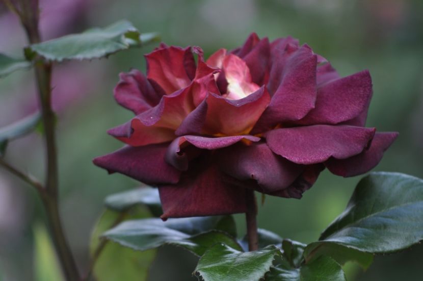 _DSC0136 - VARA 2021_2