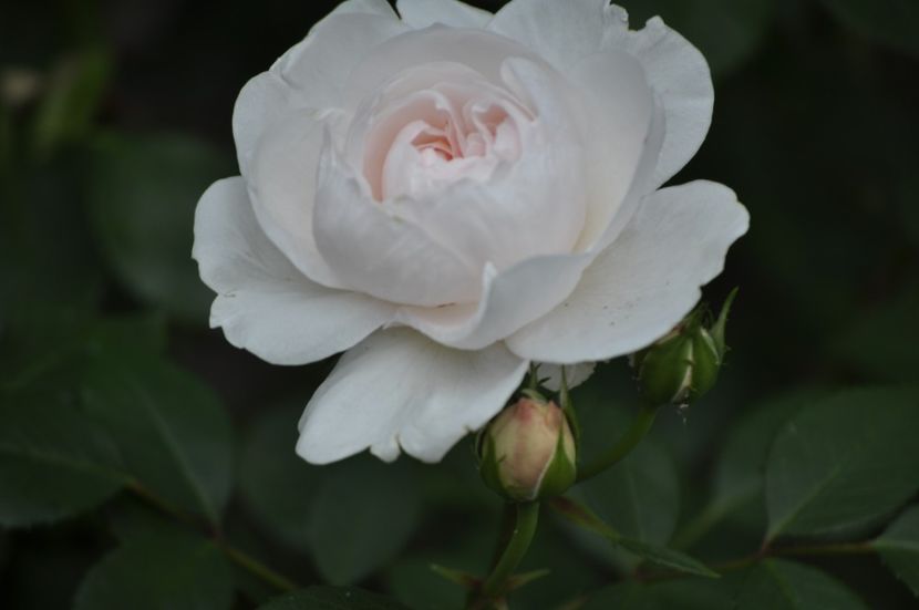 _DSC0140 - VARA 2021_2