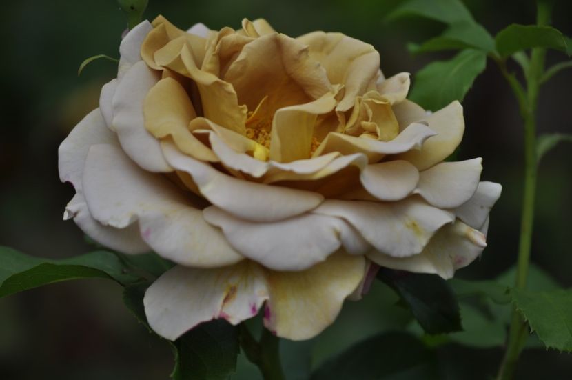 _DSC0143 - VARA 2021_2