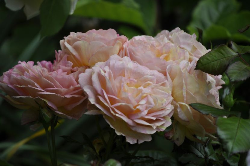 _DSC0147 - VARA 2021_2