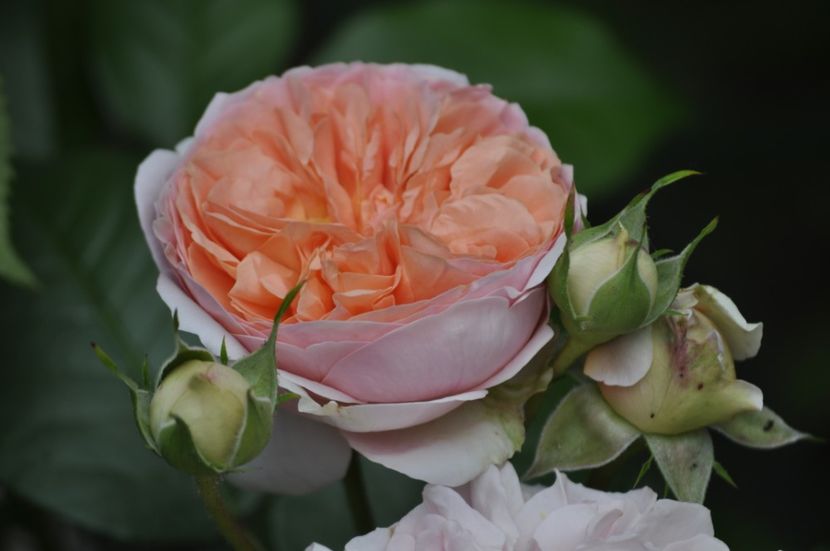 _DSC0149 - VARA 2021_2