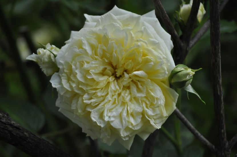 _DSC0150 - VARA 2021_2