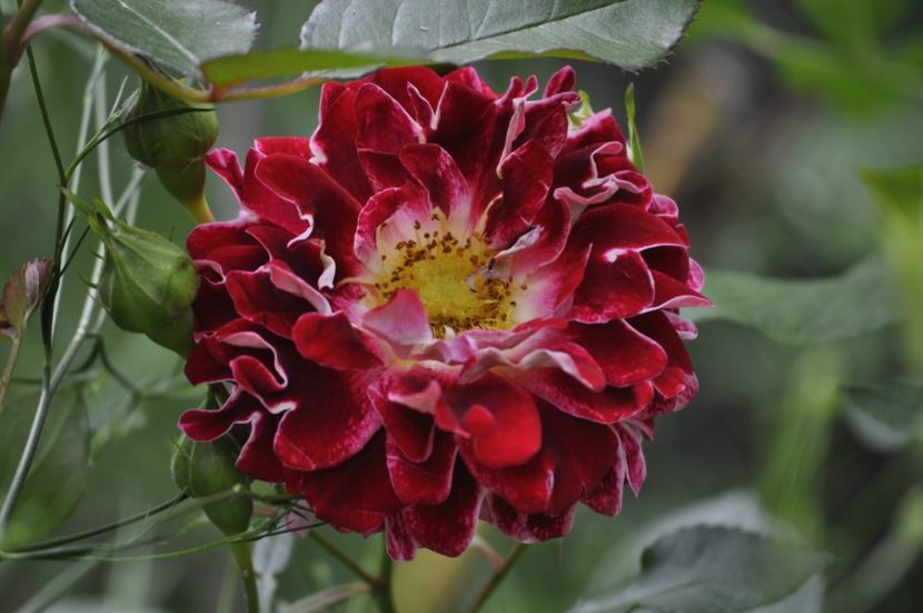 _DSC0152 - VARA 2021_2