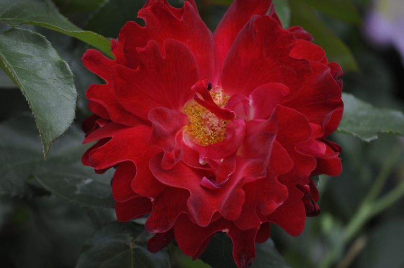 _DSC0156 - VARA 2021_2