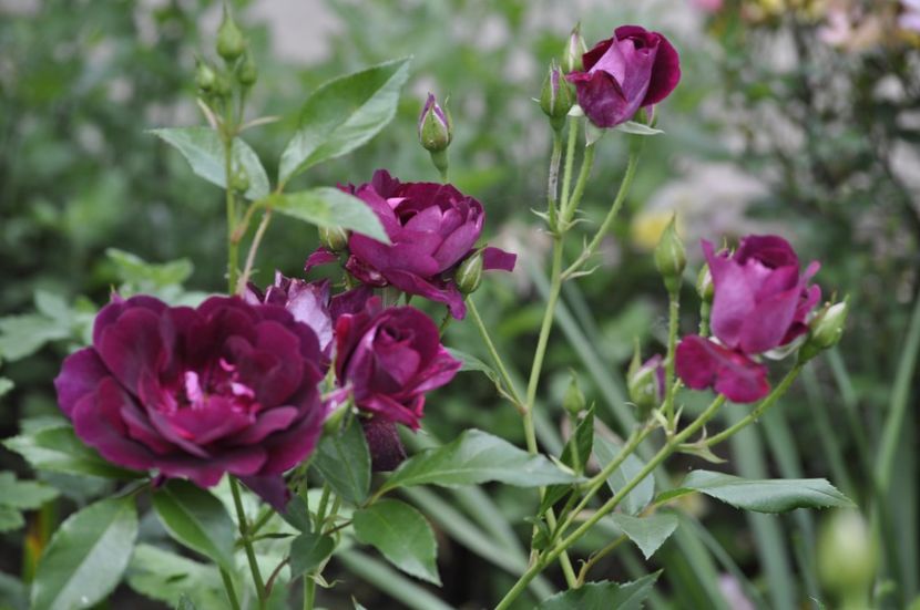 _DSC0160 - VARA 2021_2