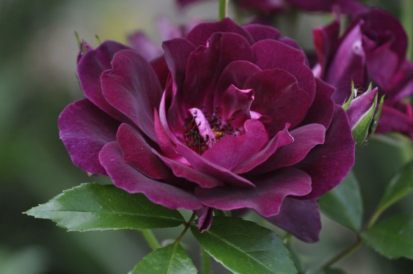 _DSC0161 - VARA 2021_2