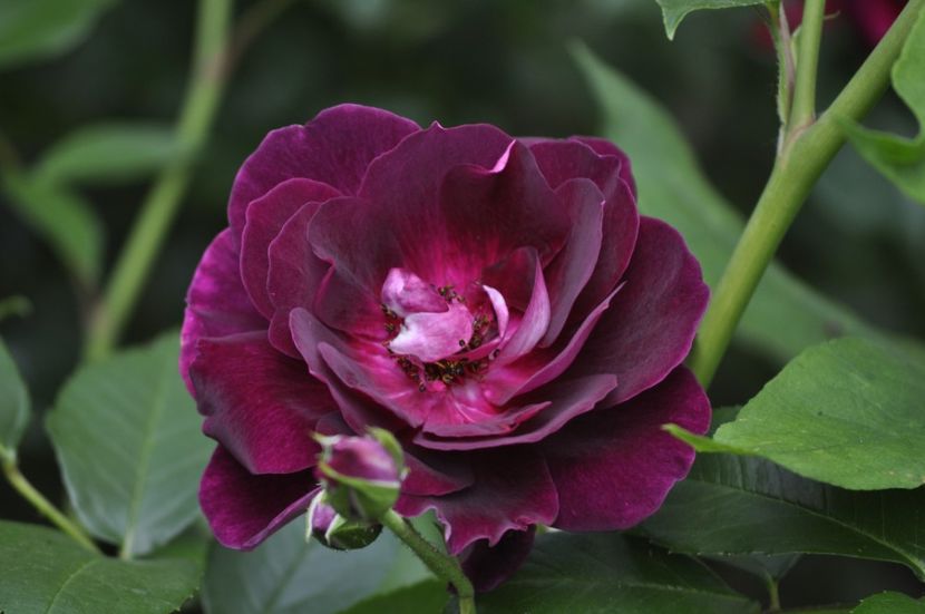 _DSC0162 - VARA 2021_2