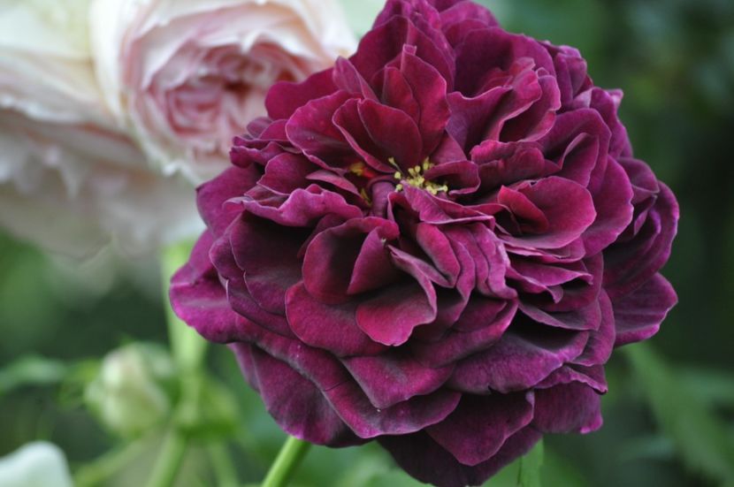 _DSC0167 - VARA 2021_2