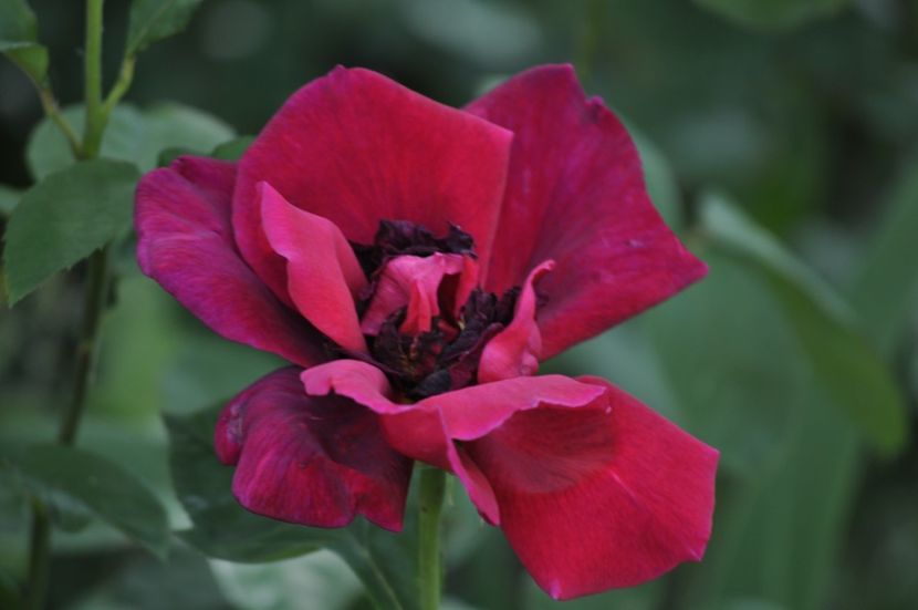 _DSC0170 - VARA 2021_2