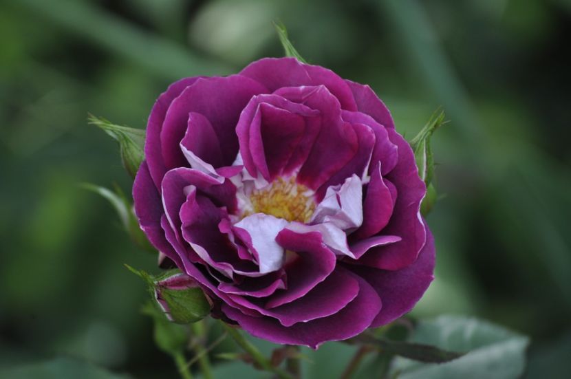 _DSC0172 - VARA 2021_2