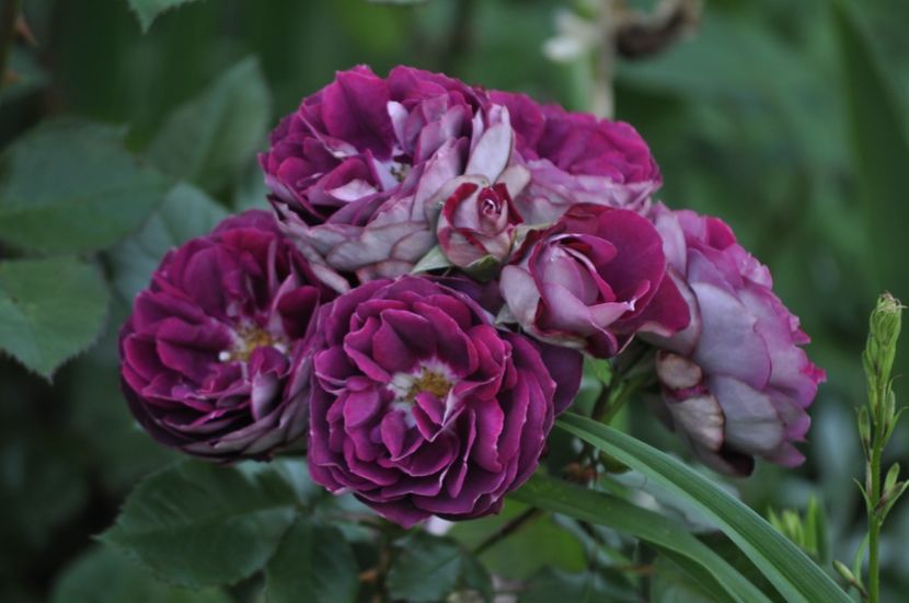 _DSC0173 - VARA 2021_2