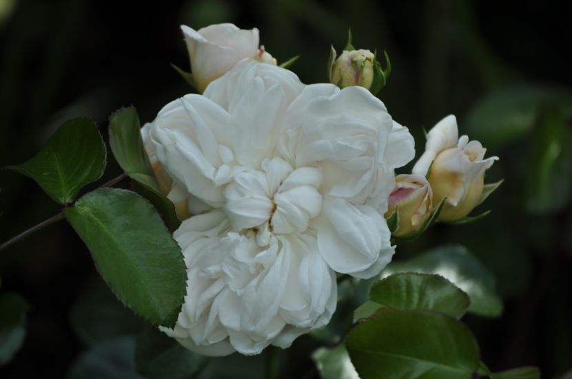 _DSC0176 - VARA 2021_2