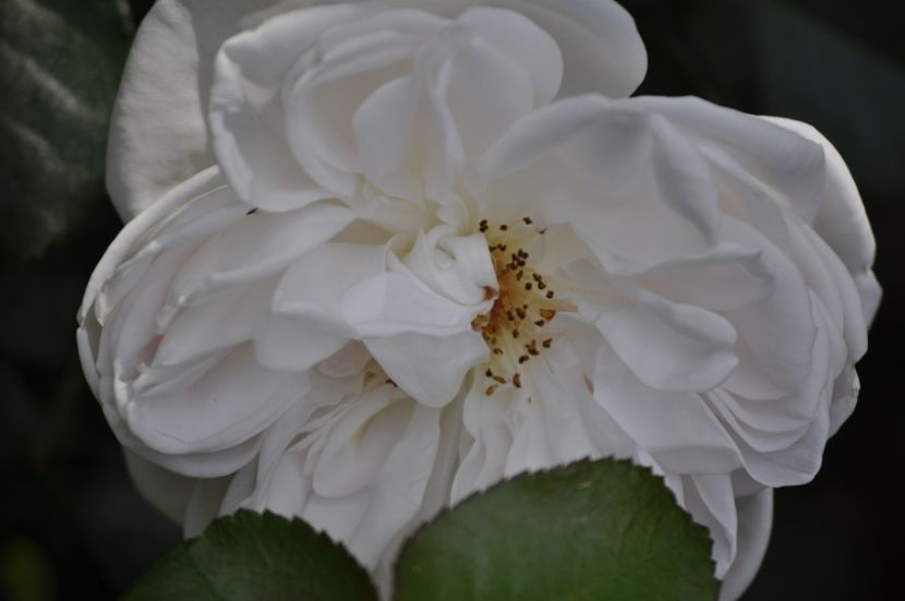 _DSC0177 - VARA 2021_2