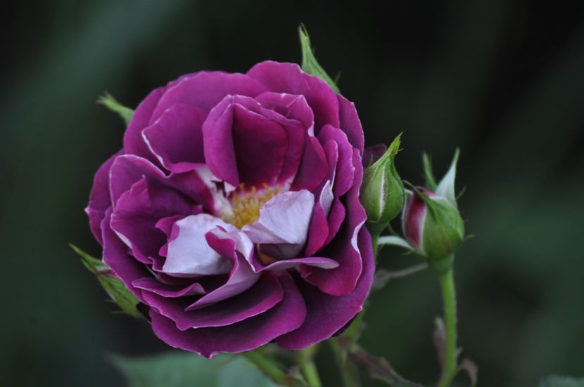 _DSC0178 - VARA 2021_2