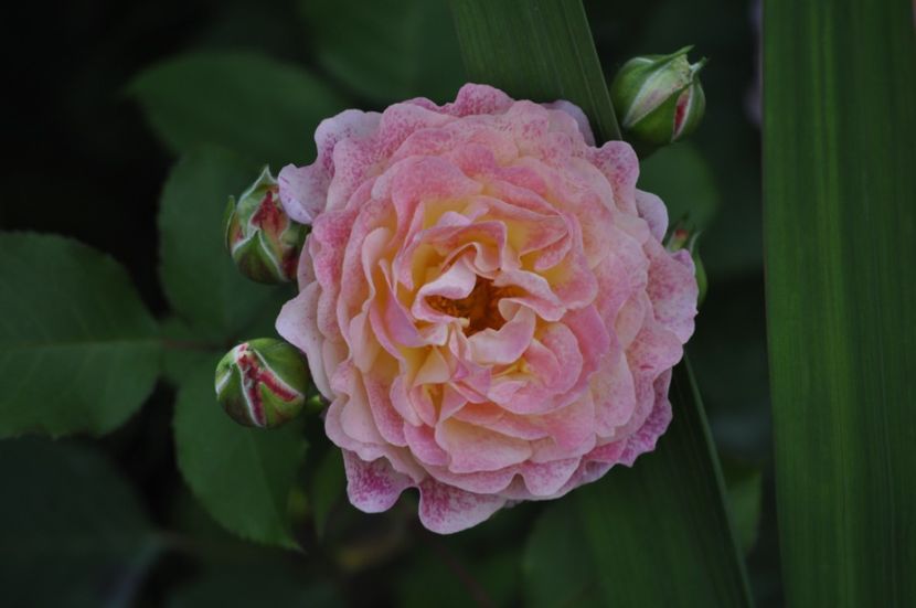 _DSC0180 - VARA 2021_2