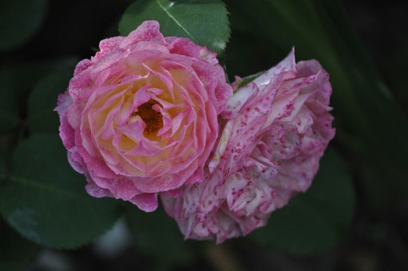 _DSC0181 - VARA 2021_2