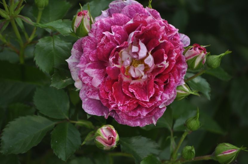 _DSC0187 - VARA 2021_2