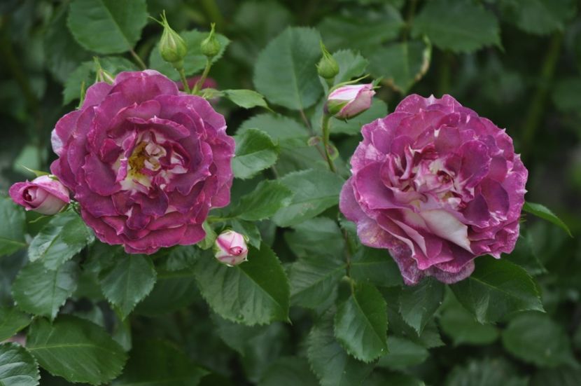 _DSC0189 - VARA 2021_2