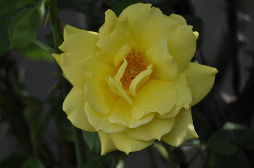 _DSC0190 - VARA 2021_2