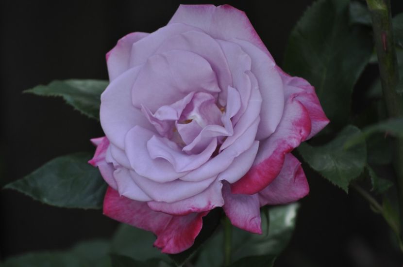 _DSC0191 - VARA 2021_2