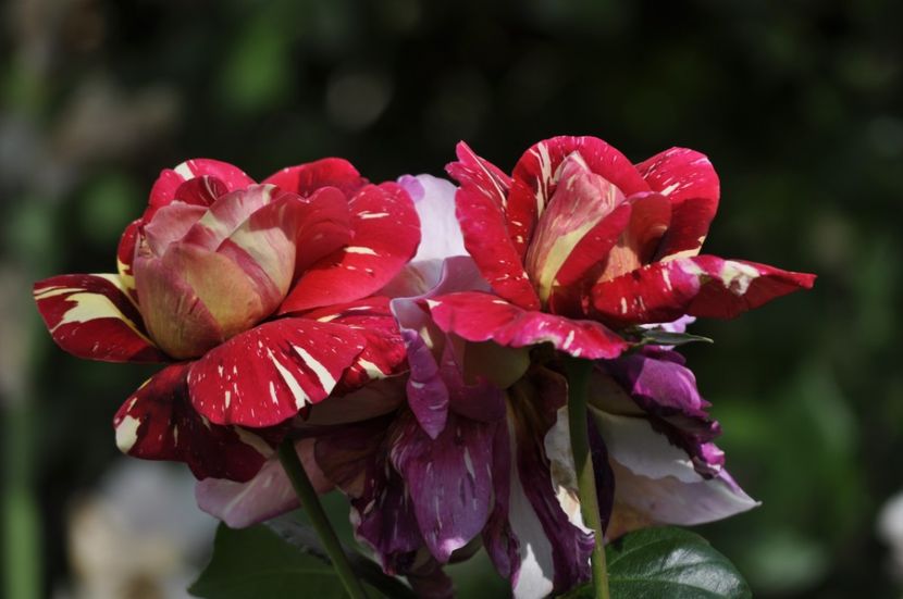 _DSC0198 - VARA 2021_2