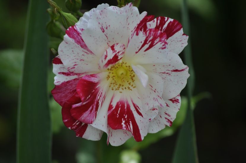 _DSC0201 - VARA 2021_2
