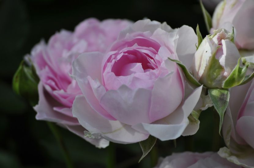 _DSC0206 - VARA 2021_2