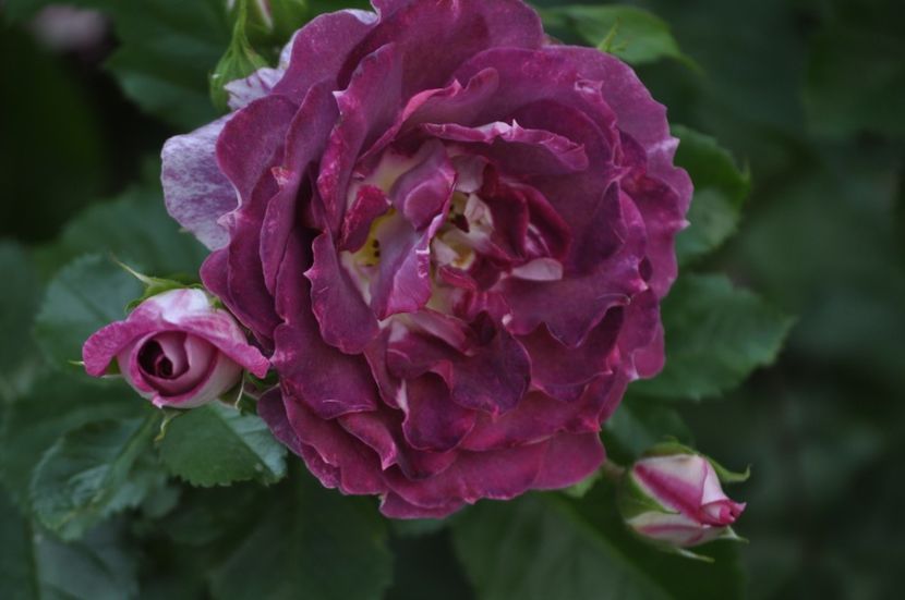 _DSC0215 - VARA 2021_2