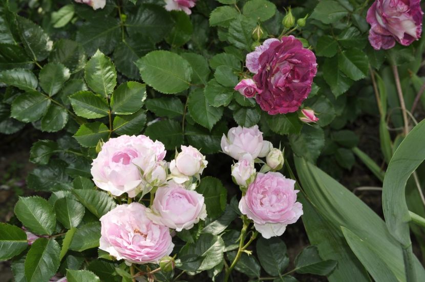 _DSC0216 - VARA 2021_2