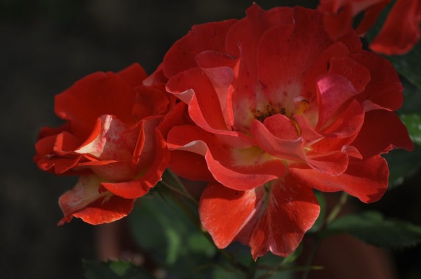 _DSC0222 - VARA 2021_2