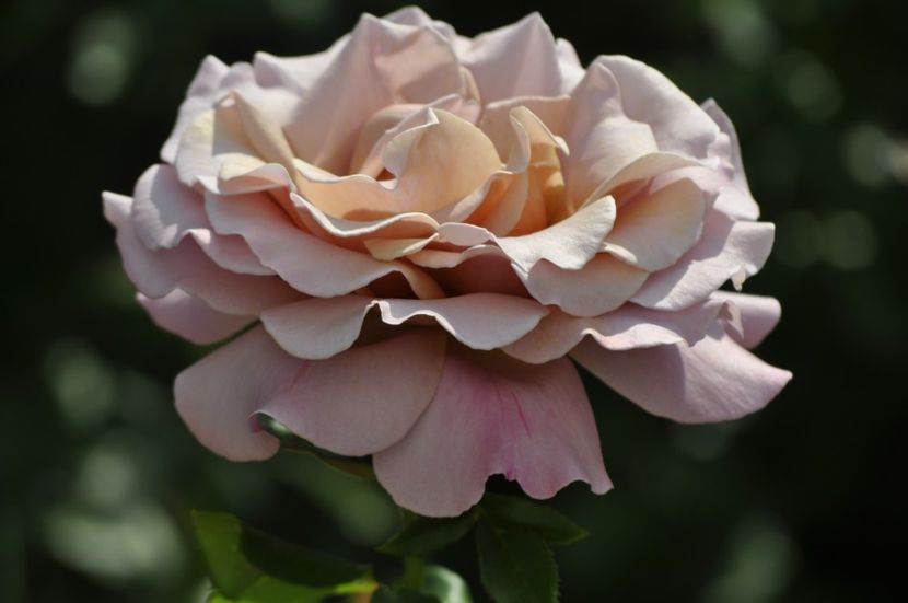 _DSC0225 - VARA 2021_2