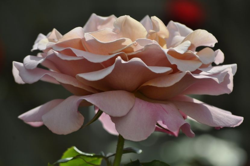 _DSC0227 - VARA 2021_2