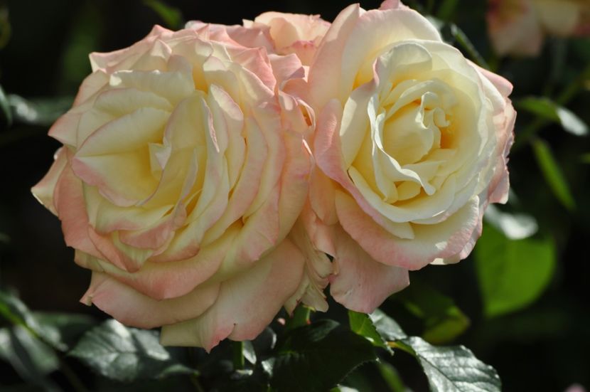 _DSC0230 - VARA 2021_2