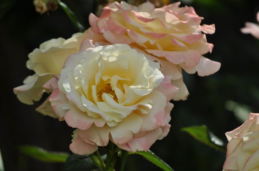 _DSC0231 - VARA 2021_2